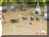 Great Dane Puppies , Great Danes for Sale , Great Dane Breeders